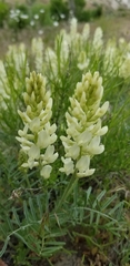 Astragalus flavus