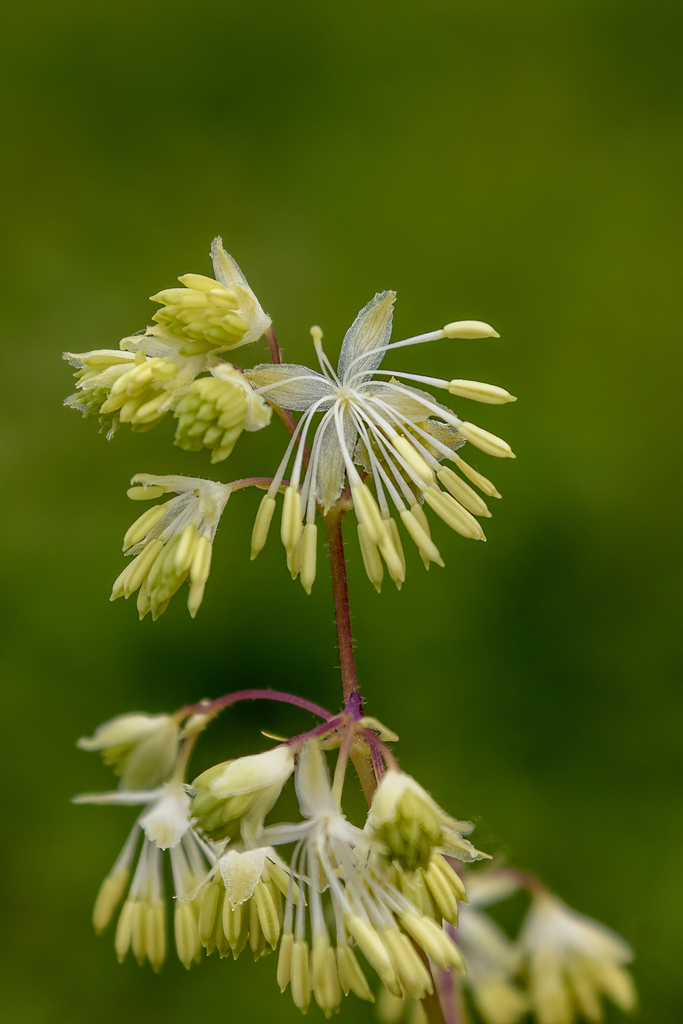 purple meadow-rue from Winona County, MN, USA on June 12, 2024 at 10:23 ...