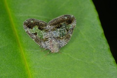 Ricanoptera fenestrata