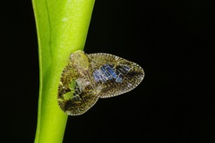 Ricanoptera fenestrata