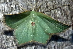 Chloropteryx tepperaria