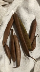 Pouteria campechiana