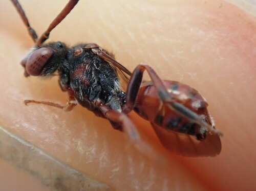 Nomada fallax