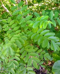 Styphnolobium affine