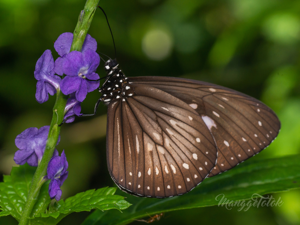 Long-branded Blue Crow Butterfly