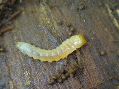 Synchroidae