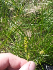Carex stipata
