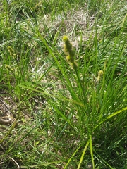 Carex stipata