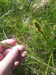 Carex stipata