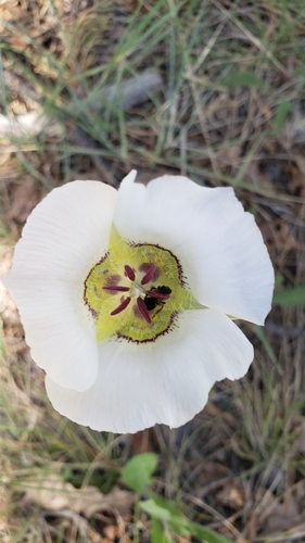 Image of Calochortus ambiguus by no rights reserved