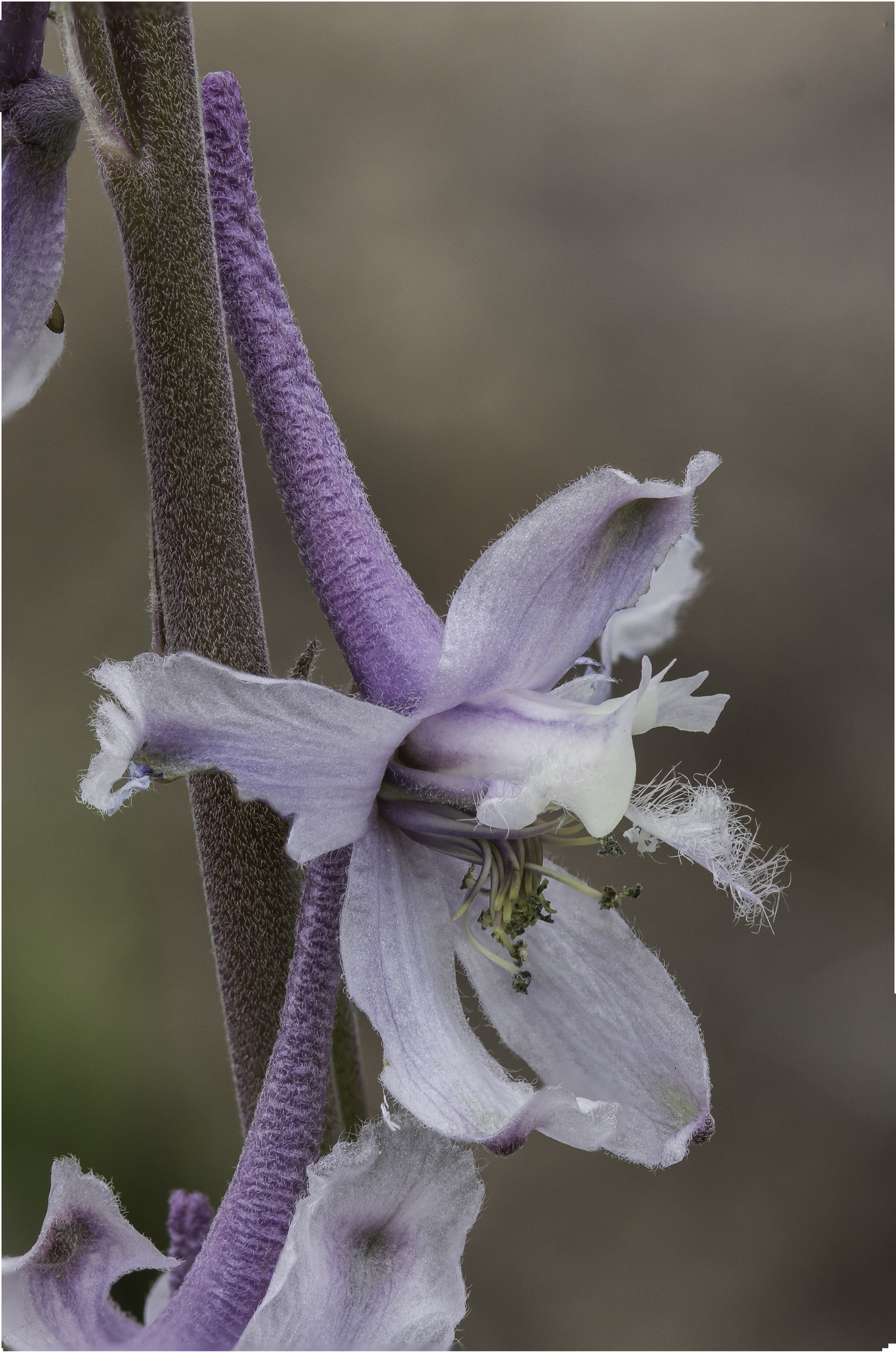 Delphinium wootonii