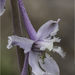 Delphinium wootonii - Photo no hay derechos reservados, subido por Craig Martin