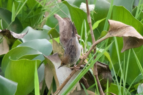 Carruthers's Cisticola (Cisticola carruthersi), photo 8