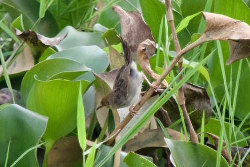 Carruthers's Cisticola (Cisticola carruthersi), photo 9