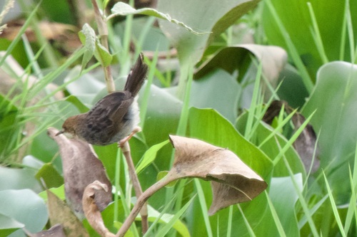 Carruthers's Cisticola (Cisticola carruthersi), photo 2