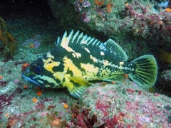 Sebastes chrysomelas