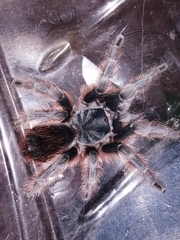 Dugesiella anitahoffmannae
