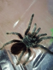 Dugesiella anitahoffmannae