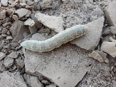 Euproserpinus phaeton