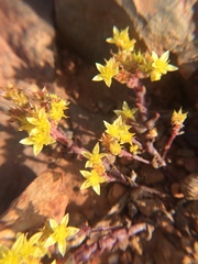 Dudleya variegata
