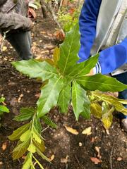 Quercus acutifolia