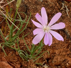Lygodesmia grandiflora
