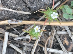 Navarretia intertexta