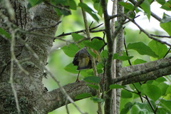Liocichla steerii