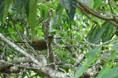 Liocichla steerii