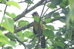 Liocichla steerii