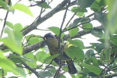 Liocichla steerii