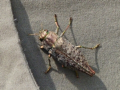 Dicerca divaricata