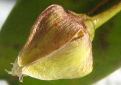 Blepharodon pictum