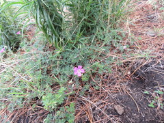 Geranium potentillifolium