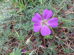 Geranium potentillifolium