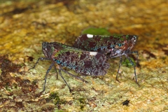 Penthicodes bimaculatus