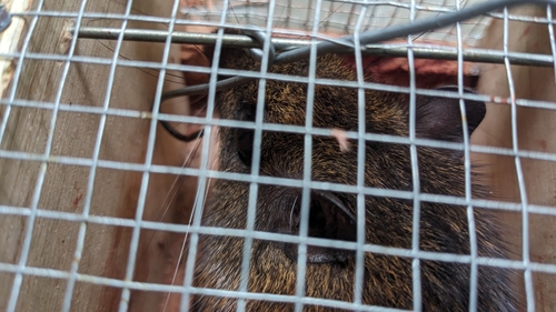 Armored Rat