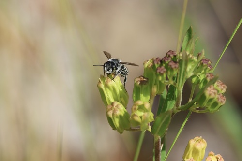 Hoary Leafcutter Bee photo 2