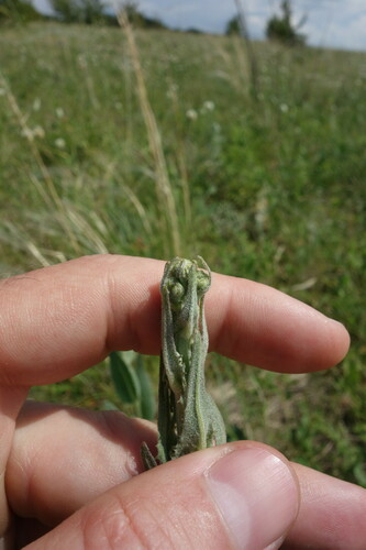 Image of Crepis pannonica by (c) Aleksei Baushev, some rights reserved (CC BY)