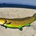 Eyetail Bowfin - Photo (c) Scott Buss, some rights reserved (CC BY-NC), uploaded by Scott Buss