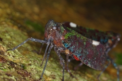 Penthicodes bimaculatus