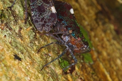 Penthicodes bimaculatus