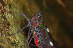 Penthicodes bimaculatus