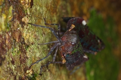 Penthicodes bimaculatus