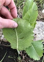 Parthenium integrifolium