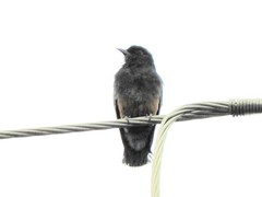 Chelidoptera tenebrosa