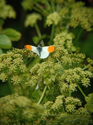 Orange-tip