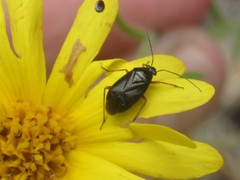 Slaterocoris
