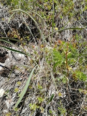 Bupleurum multinerve