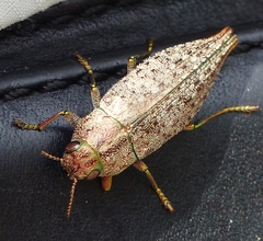 Dicerca divaricata